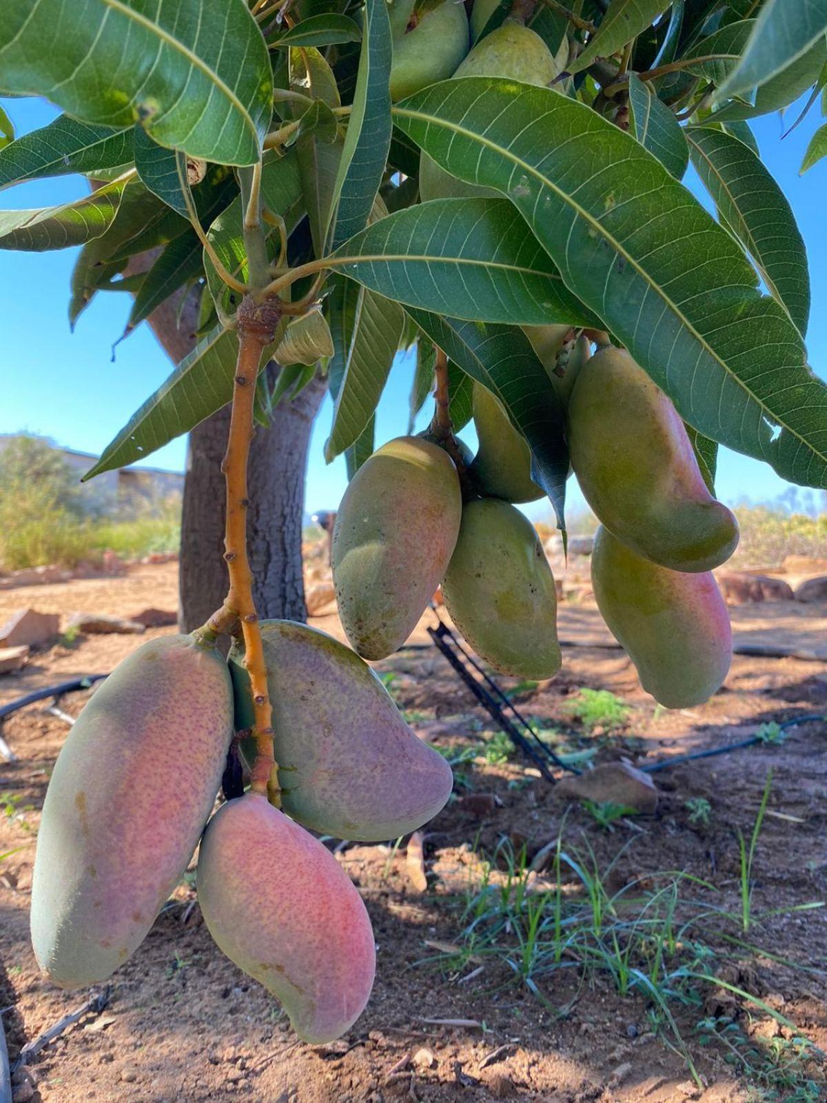 克兰威廉Simbavati Cederberg Ridge别墅 外观 照片