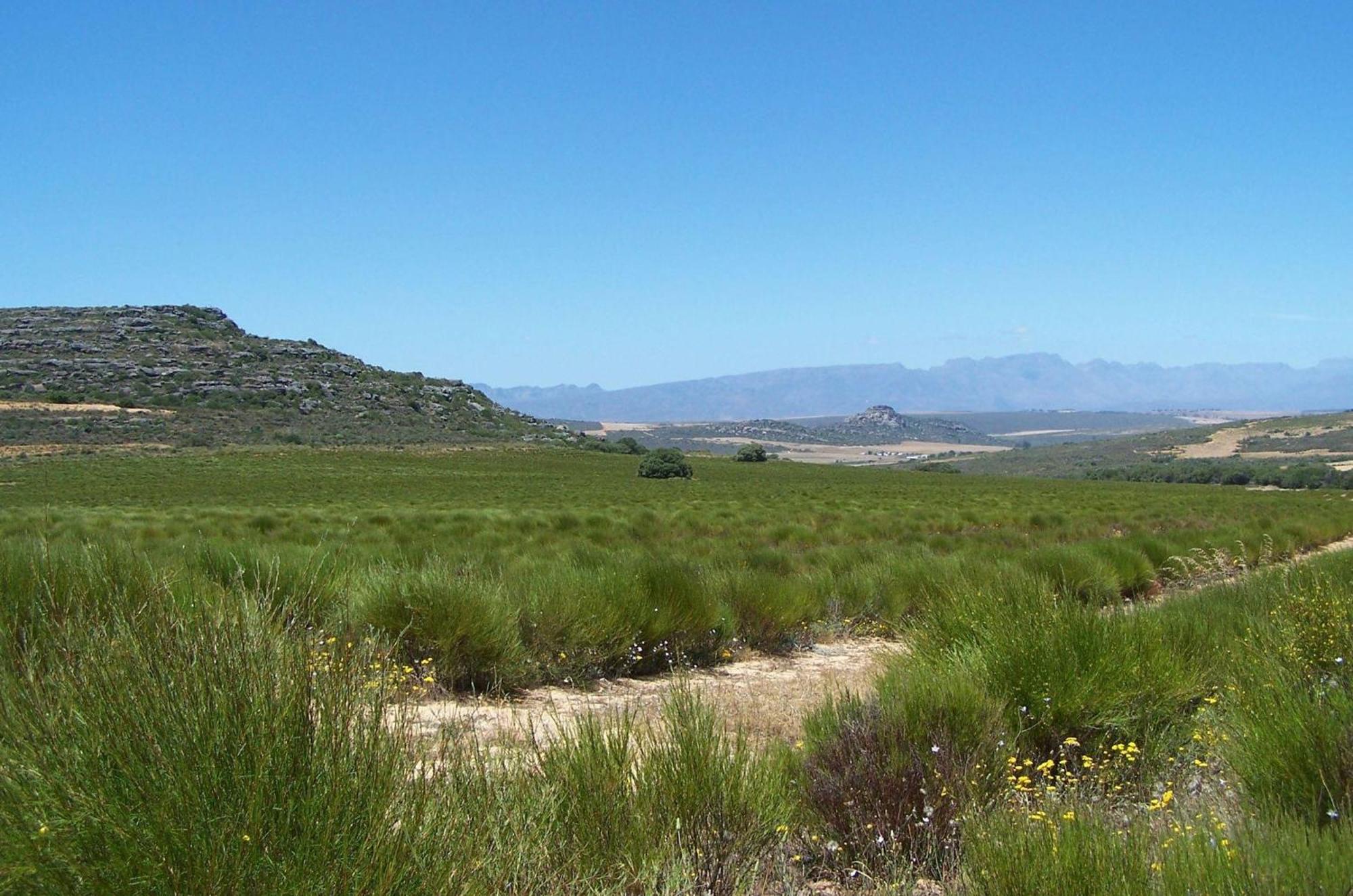 克兰威廉Simbavati Cederberg Ridge别墅 外观 照片